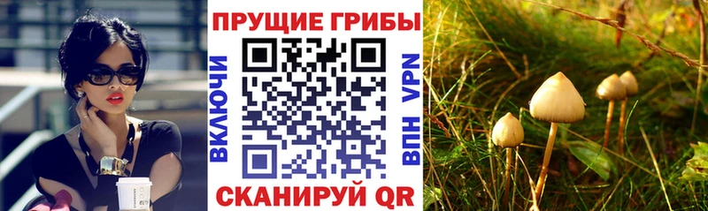 Купить где Джанкой Псилоцибиновые грибы Psilocybine cubensis